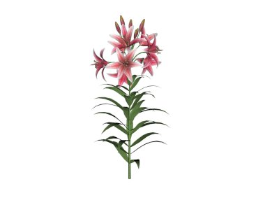 Asiatic Lily clipart