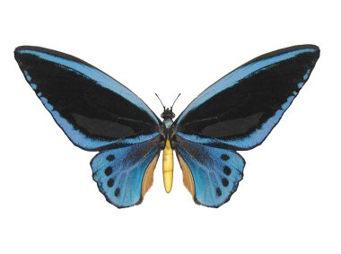 Butterfly, Birdwing clipart