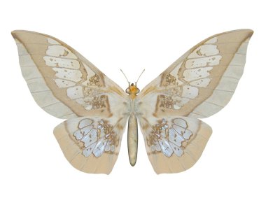 Butterfly, Glasswing clipart