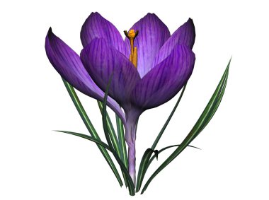 Crocus clipart