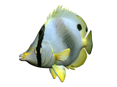 Butterflyfish