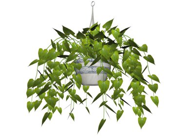 Philodendron Hanging Plant clipart