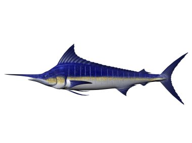 Marlin clipart