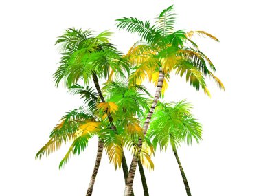 Palm Tree clipart