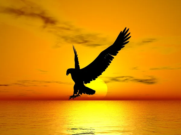 Flying Eagle — Stock Photo, Image