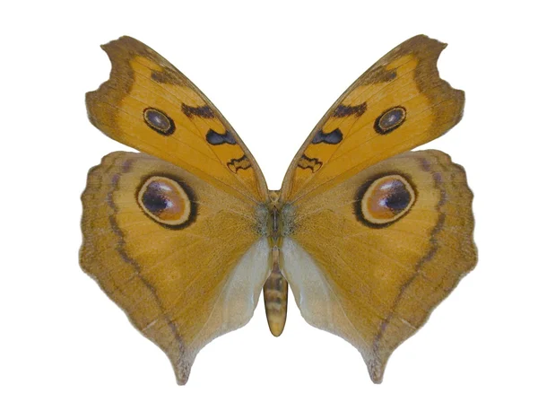 Vlinder, argus — Stockfoto