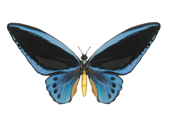 Motýl, birdwing — Stock fotografie