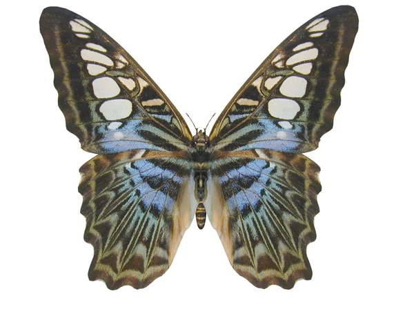 Vlinder, clipper — Stockfoto