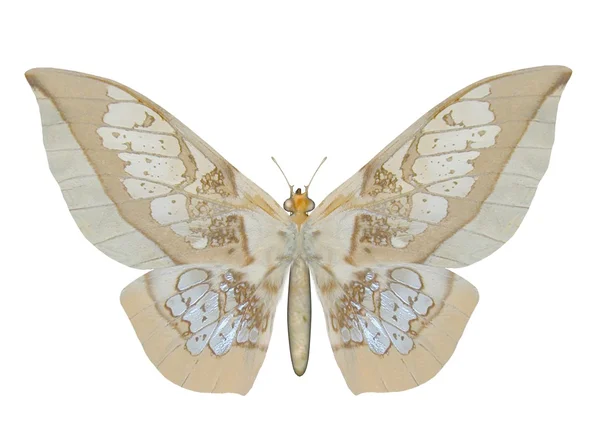 나비, glasswing — 스톡 사진
