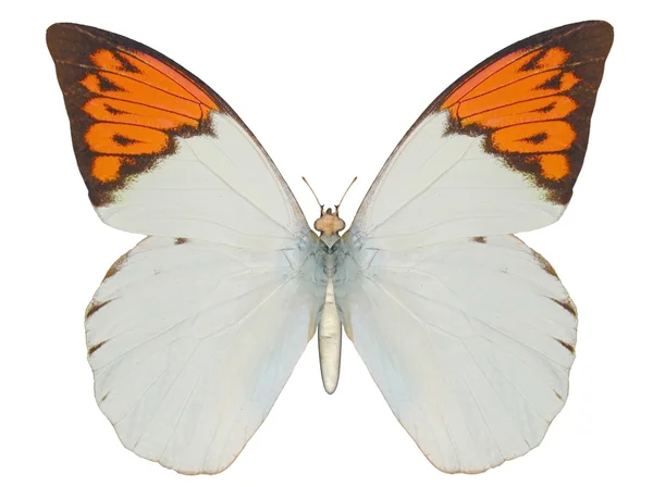 Vlinder, grote oranjetipje — Stockfoto