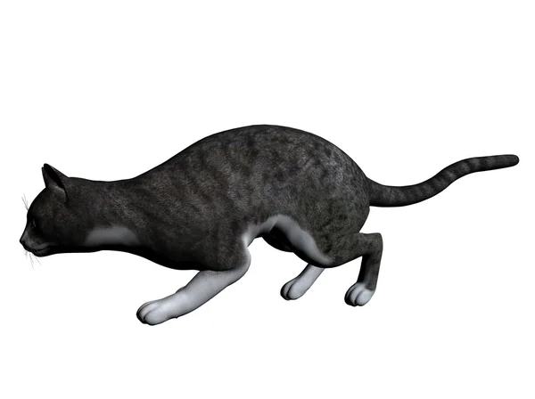 Cat — Stock Photo, Image