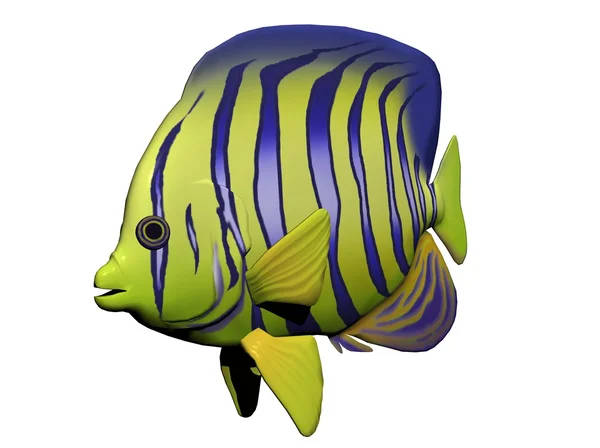 stock image Angelfish