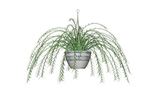 Spargelfarn, hängende Pflanze — Stockfoto