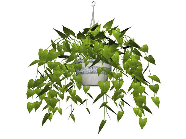 Planta de suspensão de Philodendron — Fotografia de Stock