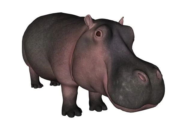 Ilustração de um hipopótamo — Fotografia de Stock