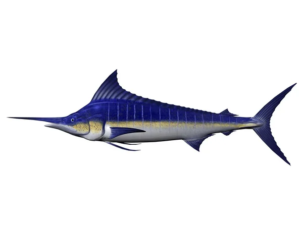 stock image Marlin