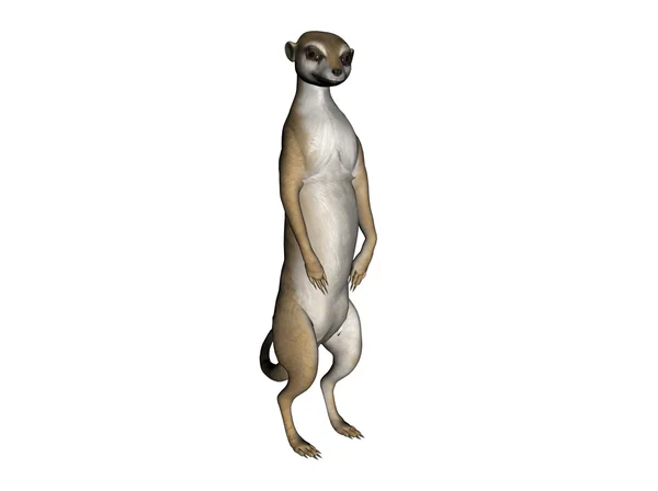 Ilustração de um meerkat — Fotografia de Stock