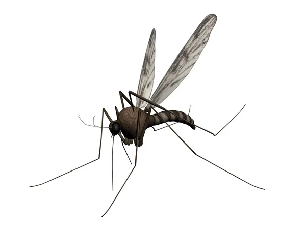 蚊子：蚊子 — 图库照片