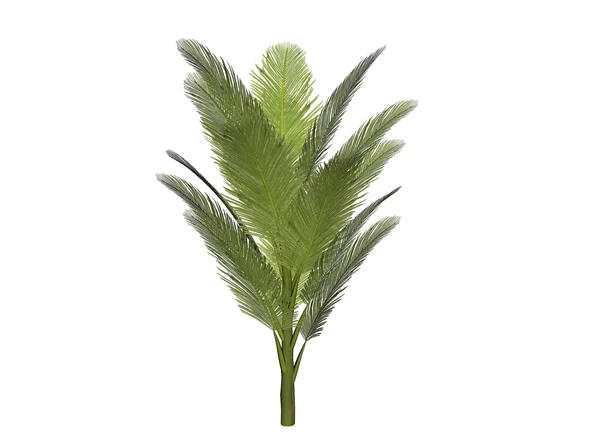 Arbusto de palma — Fotografia de Stock