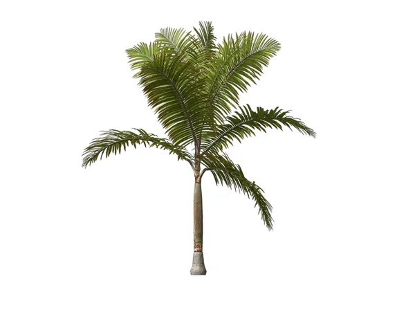 Дерево пальми — стокове фото