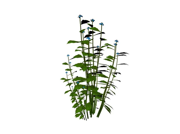 Planta — Fotografia de Stock