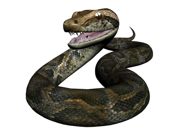 비단 뱀 — 스톡 사진