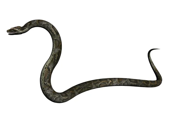 蟒蛇 — 图库照片