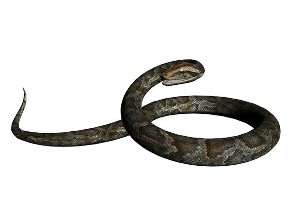 蟒蛇 — 图库照片