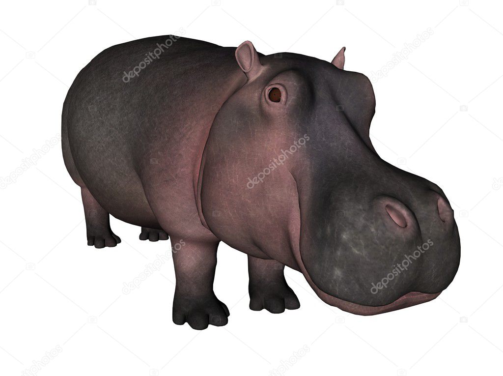 Illustration of a hippo