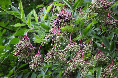 Wild Elderberry, Sambucus Nigra clipart