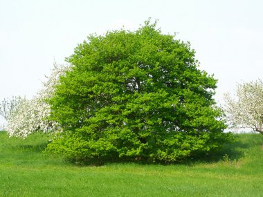 ağaç bahar