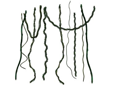 Vines clipart