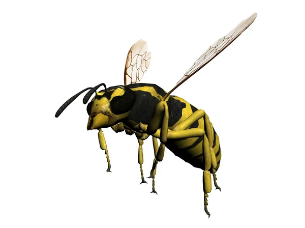 Wasp — Stock Photo, Image