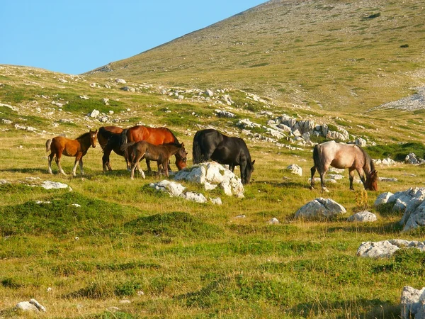 stock image Wild Horses