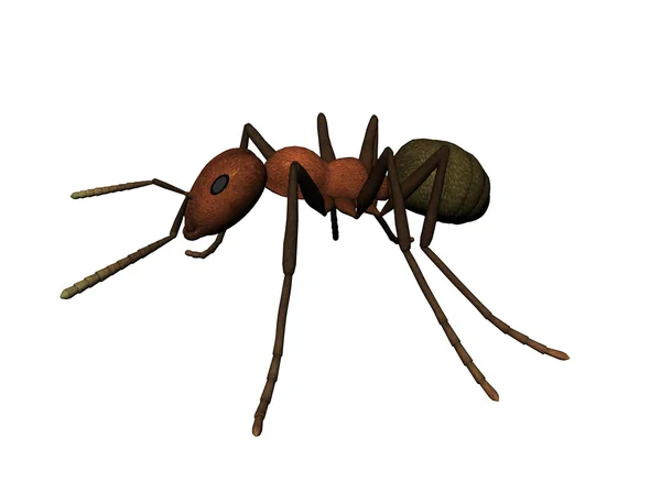 蚂蚁 — 图库照片