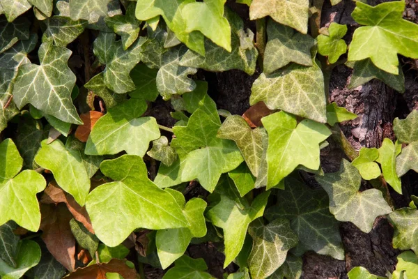 stock image Ivy