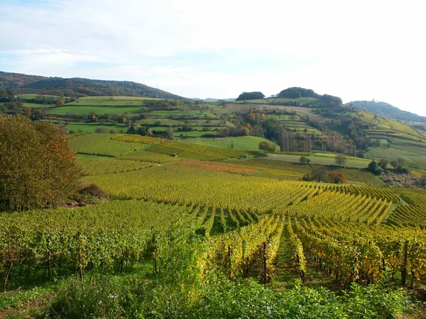 stock image Vineyards