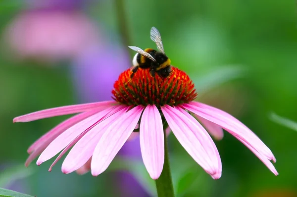 stock image Alien Nature