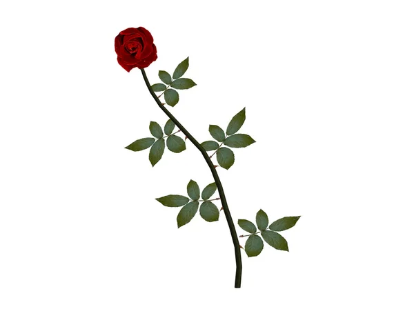 Stock image Red rose