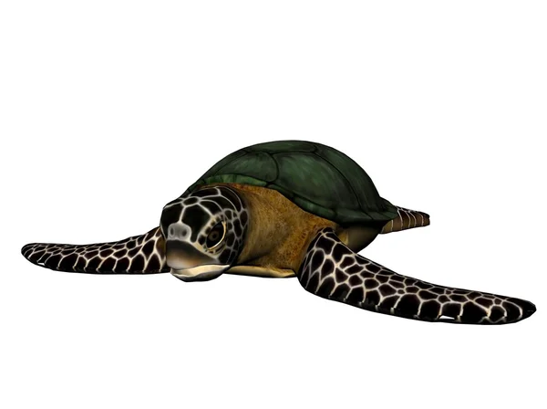 海龟 免版税图库照片