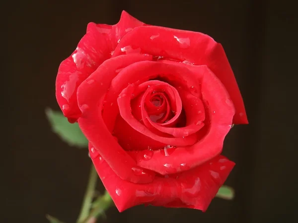 Red Rose Royalty Free Stock Images