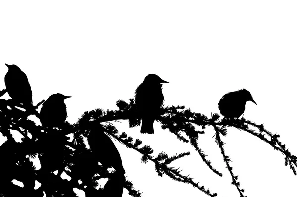 Oiseaux — Photo