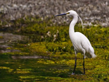 Egretta Thula (3)