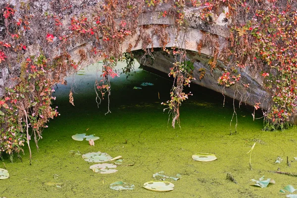 Rustieke bridge, bloemen en lotus — Stockfoto