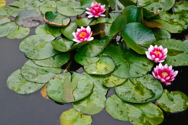 Цветы лотоса в пруду — стоковое фото