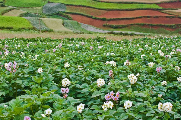 stock image Potato fields, colorful fields 2