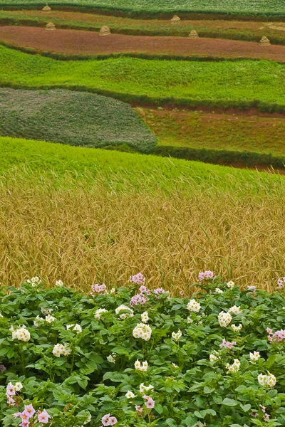 Potato fields, colorful fields 3 — Stock Photo, Image