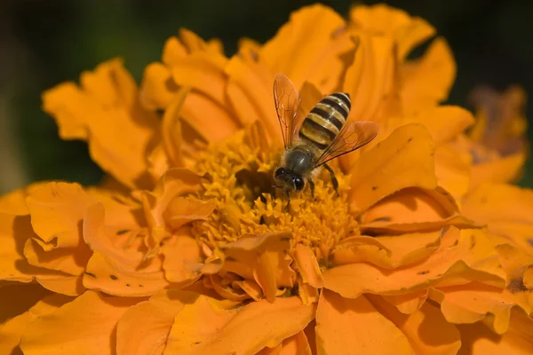 stock image Close-up of bee on marigold flower