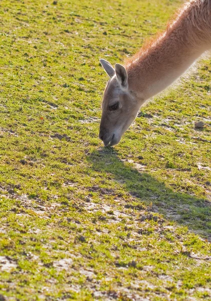 Grazing llama with long neck — Stock Photo, Image