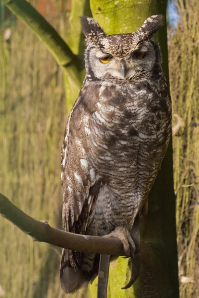 Owl sitting on branch — Stock Photo, Image